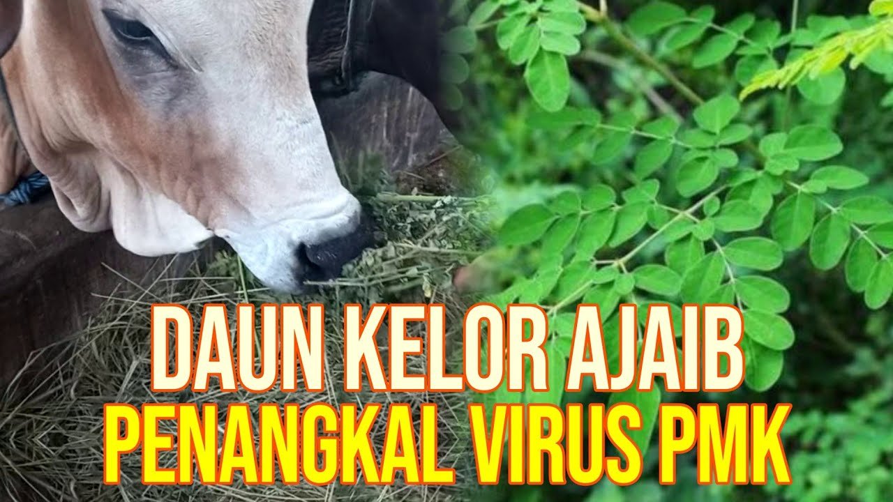 
                                 Daun-Kelor-Sapi-PMK